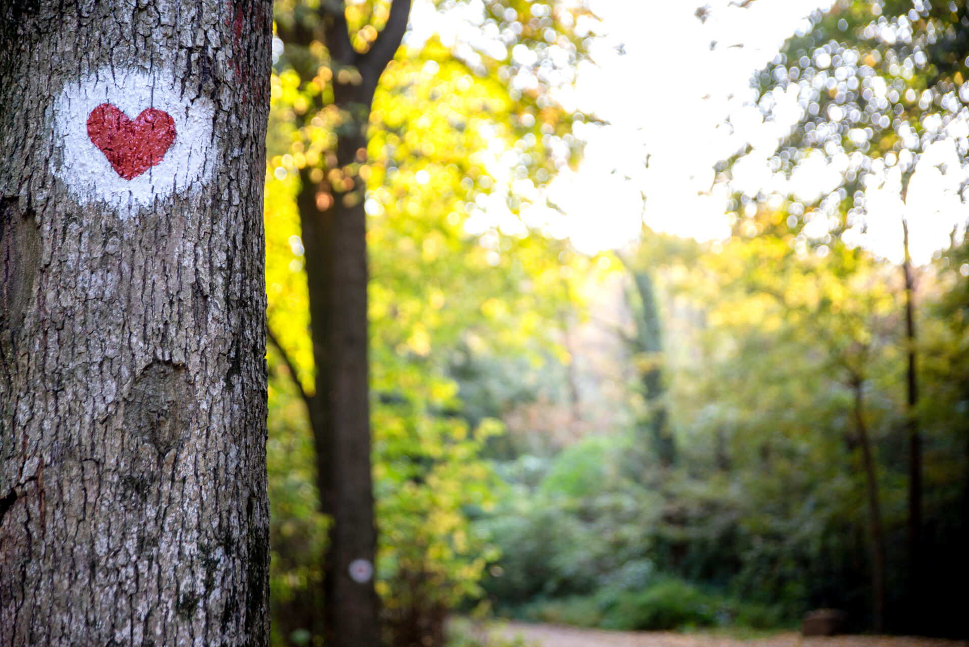 Hiking trail mark on a tree trunk in the shape of the heart